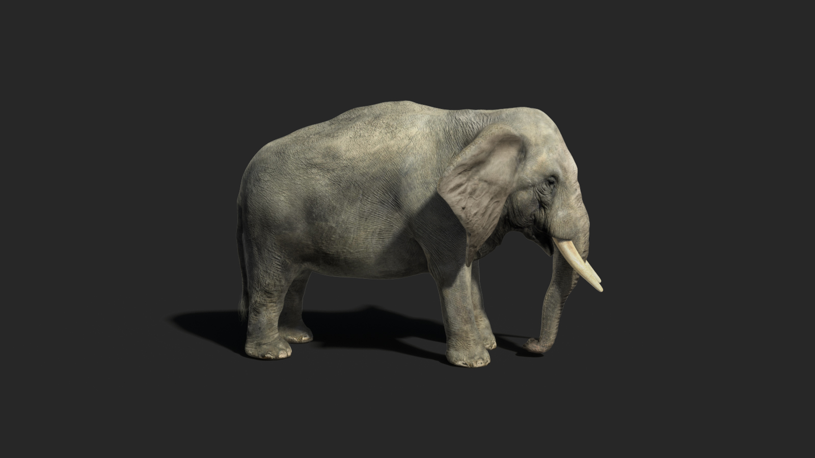 Elephant Render